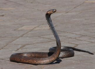 Ile węzy Wielkopolskiej na kilogram?