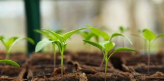 Czy można brać sadzonki z lasu?