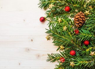 Czy jodła jest zimozielona?