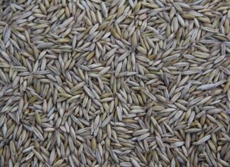 Gdzie jest produkowany ID Buzz?