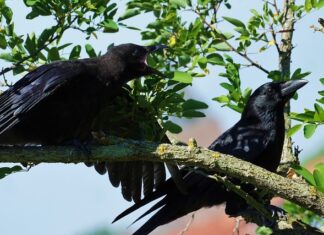 Co ćwiczyć żeby się podciągnąć?
