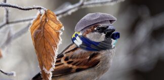 Jak ogrzać przednią szybę?