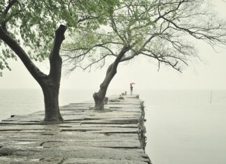 Co posadzić przy krawężniku?