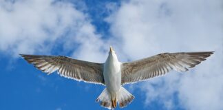 Ile pali VW Passat B5 1.9 TDI?