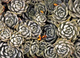 Jakie byliny na pełne słońce?