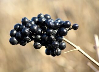 Czy ligustr szybko rośnie?