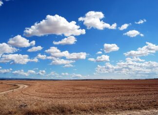 Jak wzmocnić słabe rodziny pszczele?