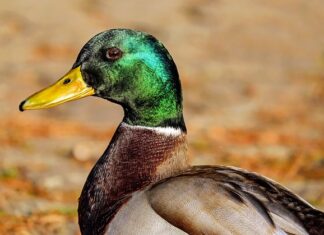 Jaki bus na wycieczki?