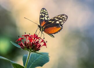 Gdzie najlepiej zamontować antenę CB?