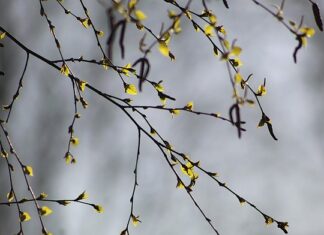 Czy brzoza traci liście na zimę?