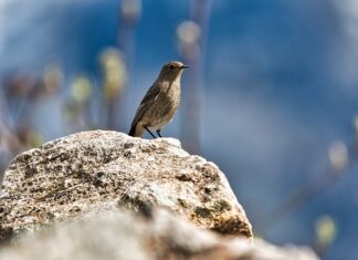Jak pozbyć się pleśni z zasłony prysznicowej?