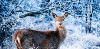 Jak jeździć w zimie z tylnym napędem?