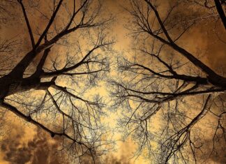 Ile aut mieści się na lore?