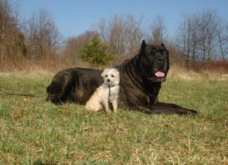 Ile dostanę za Corse B na złomie?