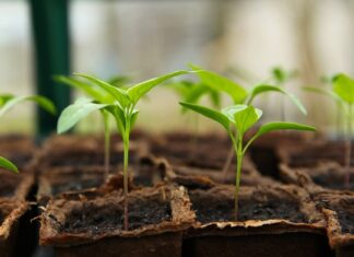 Ile kosztuje sadzonka jodły?