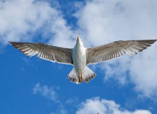 Jaki silnik do VW T3?