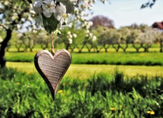 Jakie drzewka ozdobne do małego ogrodu?