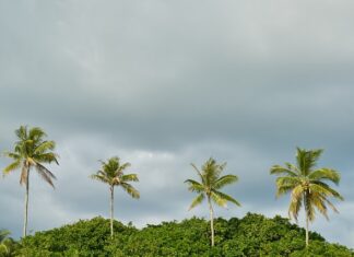Co posadzić przy płocie zamiast TUI?