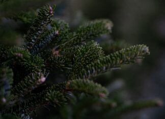 Czy daglezja gubi igły?