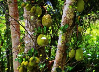 Ile aut zabiera Lora?