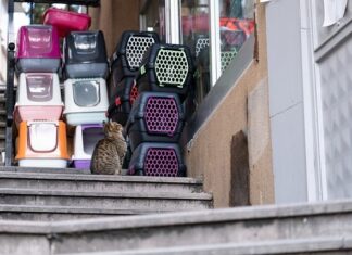 Ile pali Transporter T4?