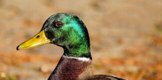 Jaki bus na budowę?