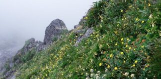 Dlaczego auta z Japonii są tanie?