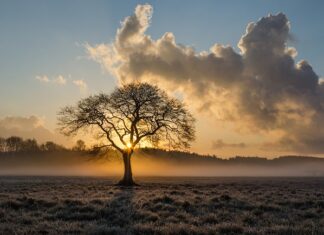 Czy dąb zrzuca liście na zimę?