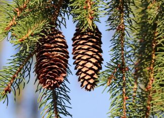 Czym najtaniej obić wiatę?
