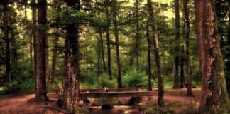 Po czym poznać że przednia szyba jest podgrzewana?