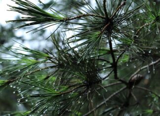 Ile litrów ma bagażnik kia sportage?