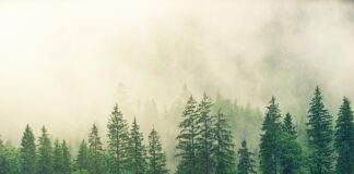 Jaki świerk do małego ogrodu?